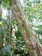 Schnella guianensis