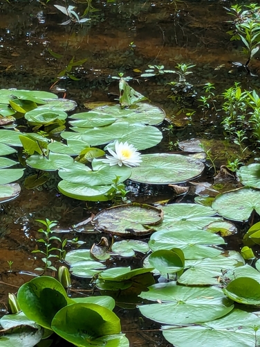 Nymphaea odorata
