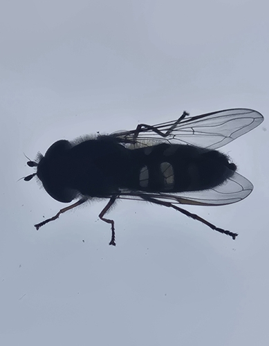 Unknown species found near West Glacier, MT 59936, USA