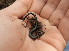 Plethodon hoffmani