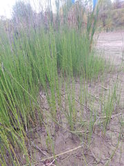 Equisetum fluviatile