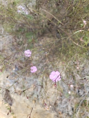 Agalinis plukenetii