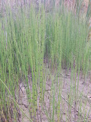 Equisetum fluviatile