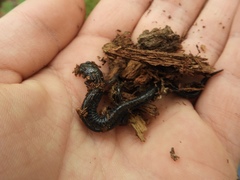 Plethodon hoffmani