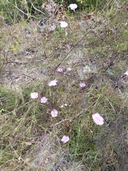 Agalinis plukenetii