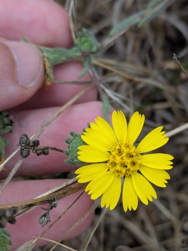 Coastal Tarweed (Deinandra corymbosa)