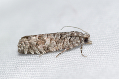 Retinia gemistrigulana
