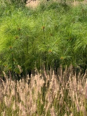Cyperus papyrus