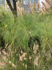 Cyperus papyrus