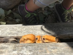 Pituophis catenifer sayi