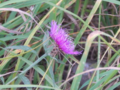 Centaurea jacea