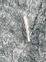 Erechthias fulguritella