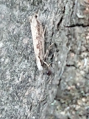 Erechthias fulguritella