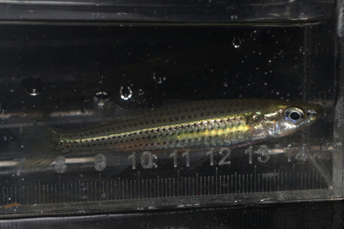 Flyspecked hardyhead (Craterocephalus stercusmuscarum) — Atherinidae — 2