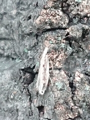 Erechthias fulguritella