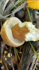 Boletus atkinsonii