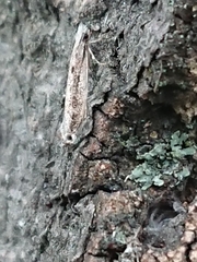 Erechthias fulguritella