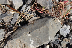 Chorthippus sampeyrensis