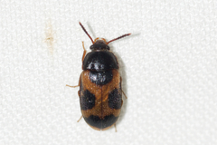 Mycetophagus punctatus