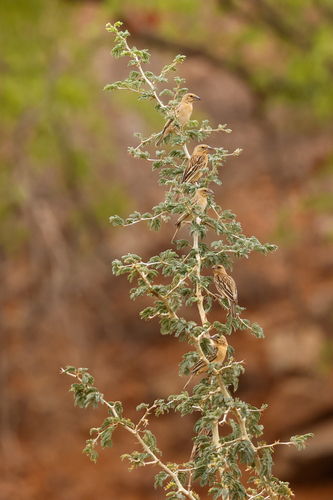 Chestnut Weaver (Ploceus rubiginosus), photo 7