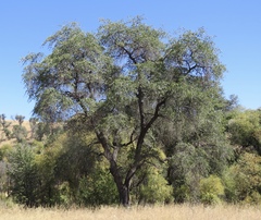 Quercus emoryi