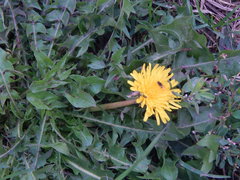 Taraxacum officinale