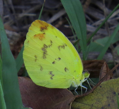 Dina Yellow photo 5
