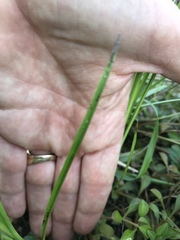 Rhynchospora colorata image