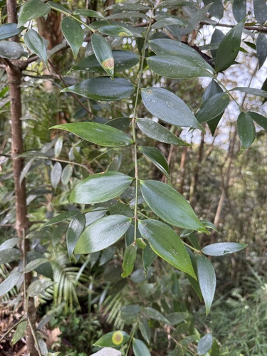 Agathis borneensis observed 2025-06-30