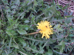 Taraxacum officinale