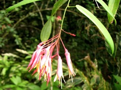 Bauhinia jenningsii