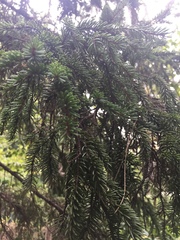 Picea glehnii
