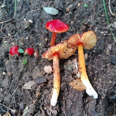 Hygrocybe cuspidata