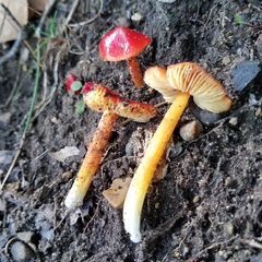 Hygrocybe cuspidata