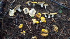 Cantharellus cascadensis