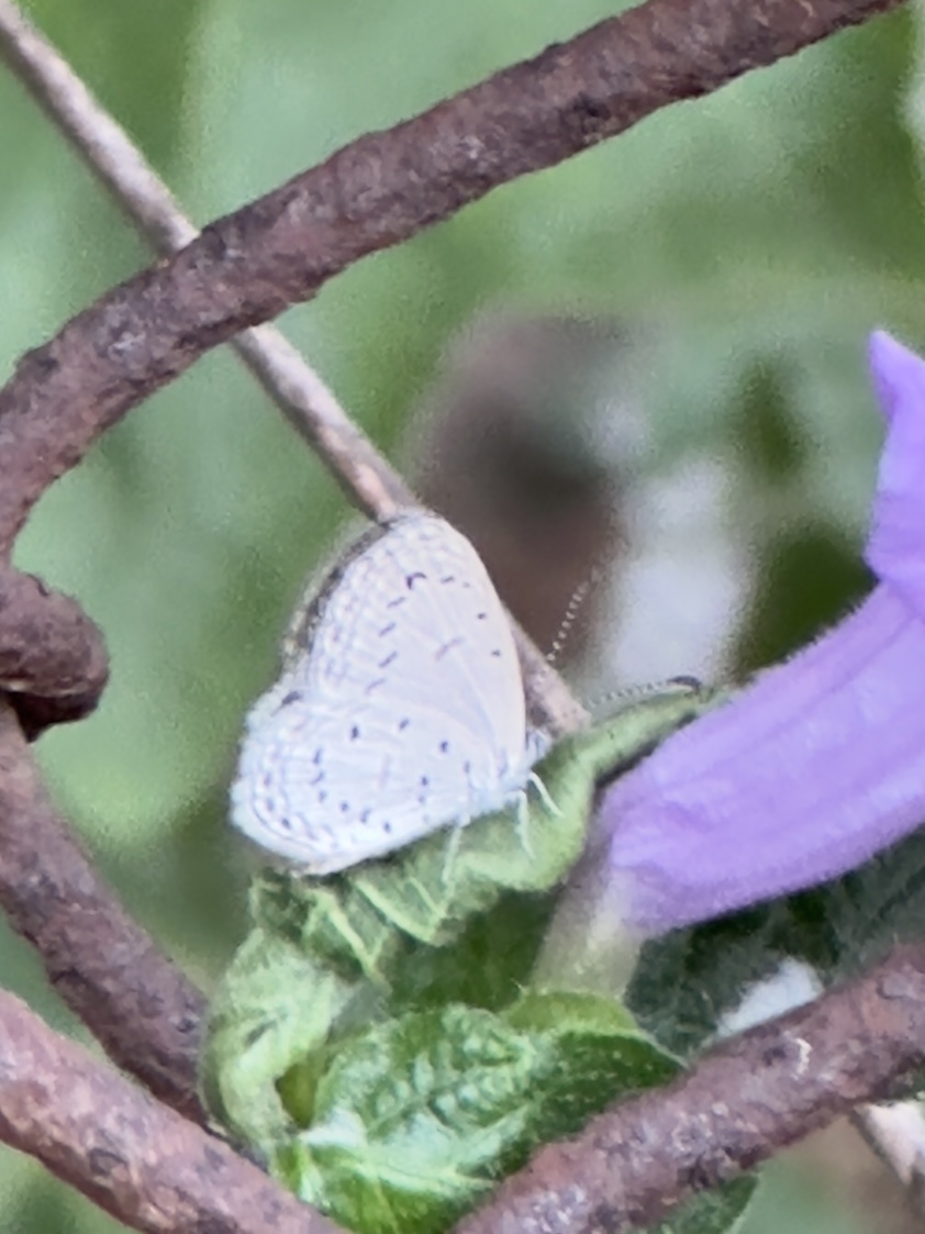 Tiny Grass Blue