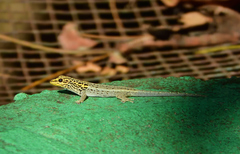 Lygodactylus picturatus