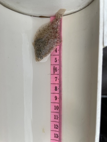 English Sole
