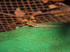 Lygodactylus picturatus