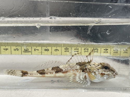 Roughback Sculpin