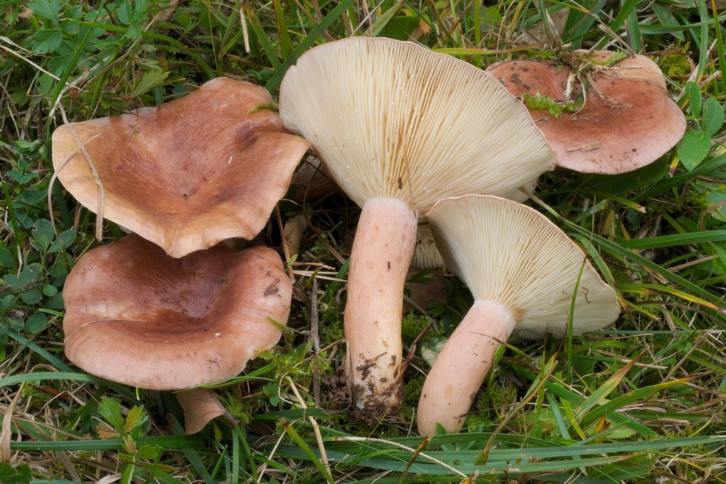 dyed milkcap