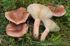 Lactarius hysginus