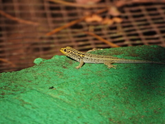 Lygodactylus picturatus