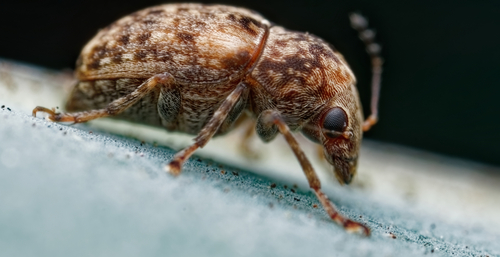 Araecerus observed 2025-06-29