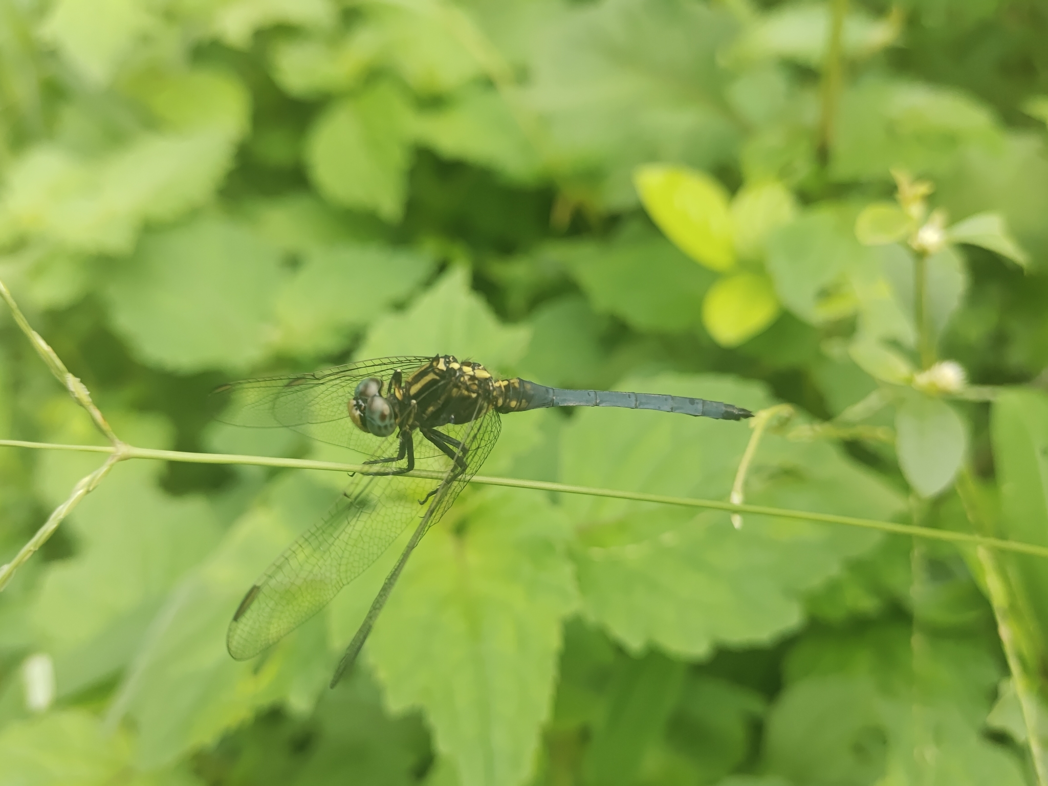 Marsh Skimmer