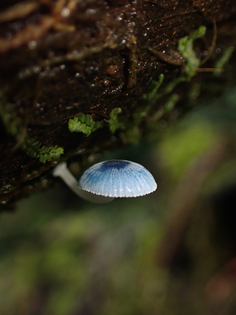 Mycena interrupta · June 2025 · photo: © djnugent (iNaturalist, cc0)