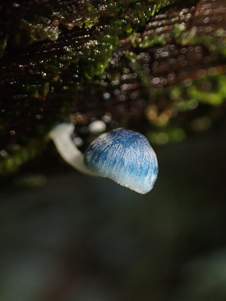 Mycena interrupta · June 2025 · photo: © djnugent (iNaturalist, cc0)