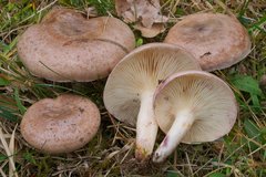 Lactarius uvidus