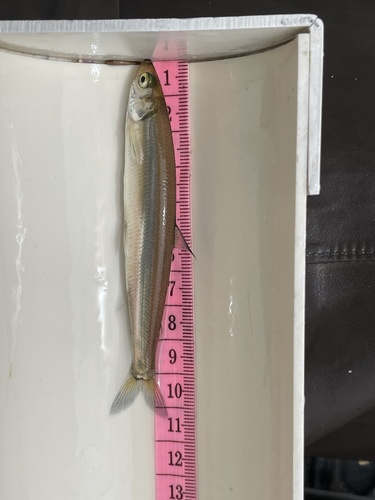 Surf Smelt