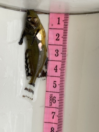 Silverspotted Sculpin